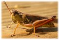 Picture Title - Grasshopper Tanning