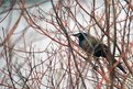 Picture Title - In the Thicket