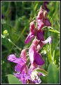 Picture Title - Lady Slippers?