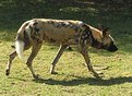 Picture Title - African Wild Dog 2
