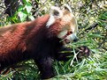 Picture Title - Red Panda