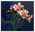 Picture Title - Alstroemeria