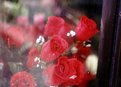 Picture Title - Red roses in a window