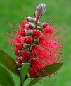 Picture Title - Callistemon Citrinus