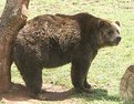 Picture Title - Bear in Zoo