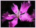 Picture Title - Dianthus