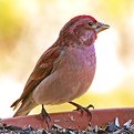 Picture Title - Young Male Cassin's Finch