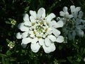 Picture Title - Candytuft Perfection