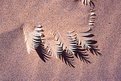 Picture Title - Feathers in the sand