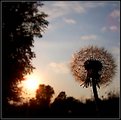 Picture Title - My Dandelion