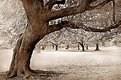 Picture Title - Tree In Dreamland