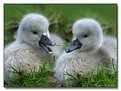 Picture Title - young swans