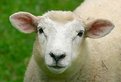 Picture Title - Sheep Portrait