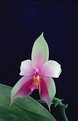 Picture Title - Phalaenopsis violacea