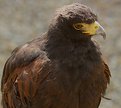 Picture Title - Harris Hawk