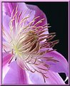 Picture Title - Heart of a Clematis