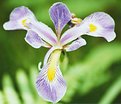 Picture Title - Wild Iris