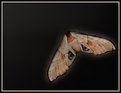 Picture Title - Scanner Moth...