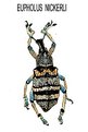 Picture Title - Eupholus Nickerli