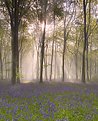 Picture Title - Bluebell Mist 1