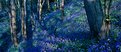Picture Title - Bluebell Wood 1