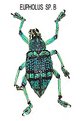 Picture Title - EUPHOLUS SPECIES