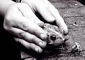 Picture Title - catchin' toads