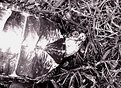 Picture Title - turtle turtle