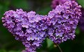 Picture Title - Lilac Time!