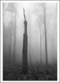 Picture Title - foggy forest of avalon 