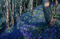 Picture Title - Bluebell Wood 2