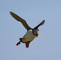 Picture Title - Puffin in Flight