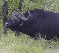 Picture Title - Buffalo