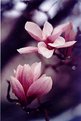 Picture Title - Magnolias