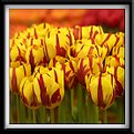 Picture Title - Bright Tulips