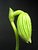 Paph. bud