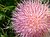 Milk Thistle