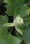 Tulip Poplar Bloom