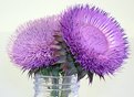 Picture Title - A thistle for you!