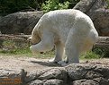 Picture Title - BASHFUL BEAR