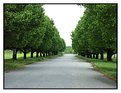 Picture Title - 'the road and the trees'