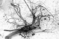 Picture Title - study of a branch