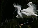 Picture Title - Two-Headed Egret