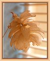 Picture Title - Dried flower