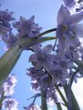 Picture Title - Attack of the giant  bluebells part 2