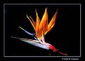 Picture Title - Bird of Paradise (s1551)