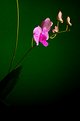 Picture Title - Orchid study II