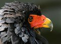 Picture Title - Bateleur Eagle