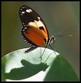 Picture Title - A Butterfly and his Shadow!