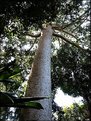Picture Title - Kauri Pine